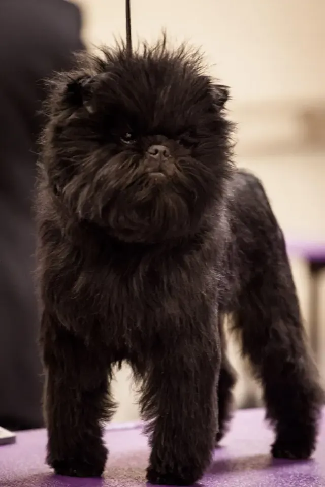 Photo d'un chien de race Affenpinscher