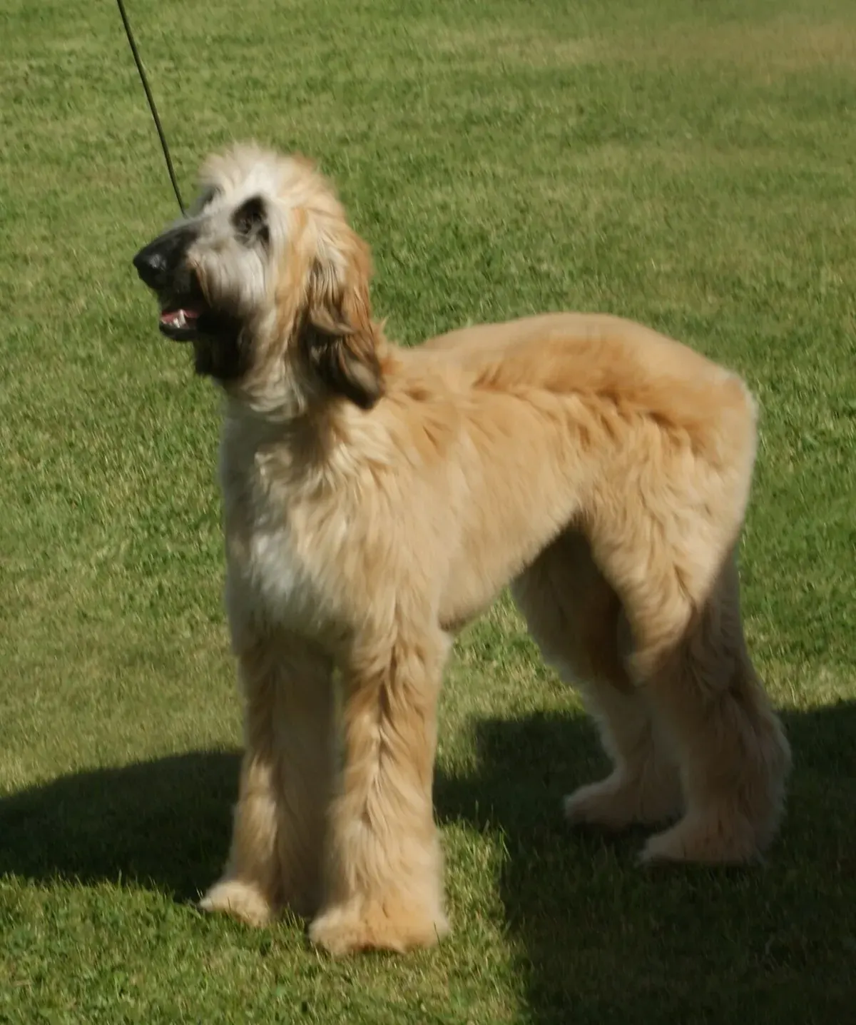 Photo d'un chien de race Lévrier afghan