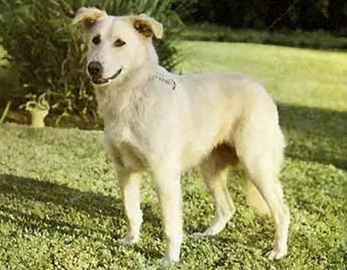 Photo d'un chien de race Aïdi (Chien de l'Atlas)