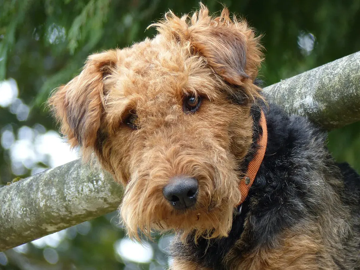 Photo d'un chien de race Airedale Terrier