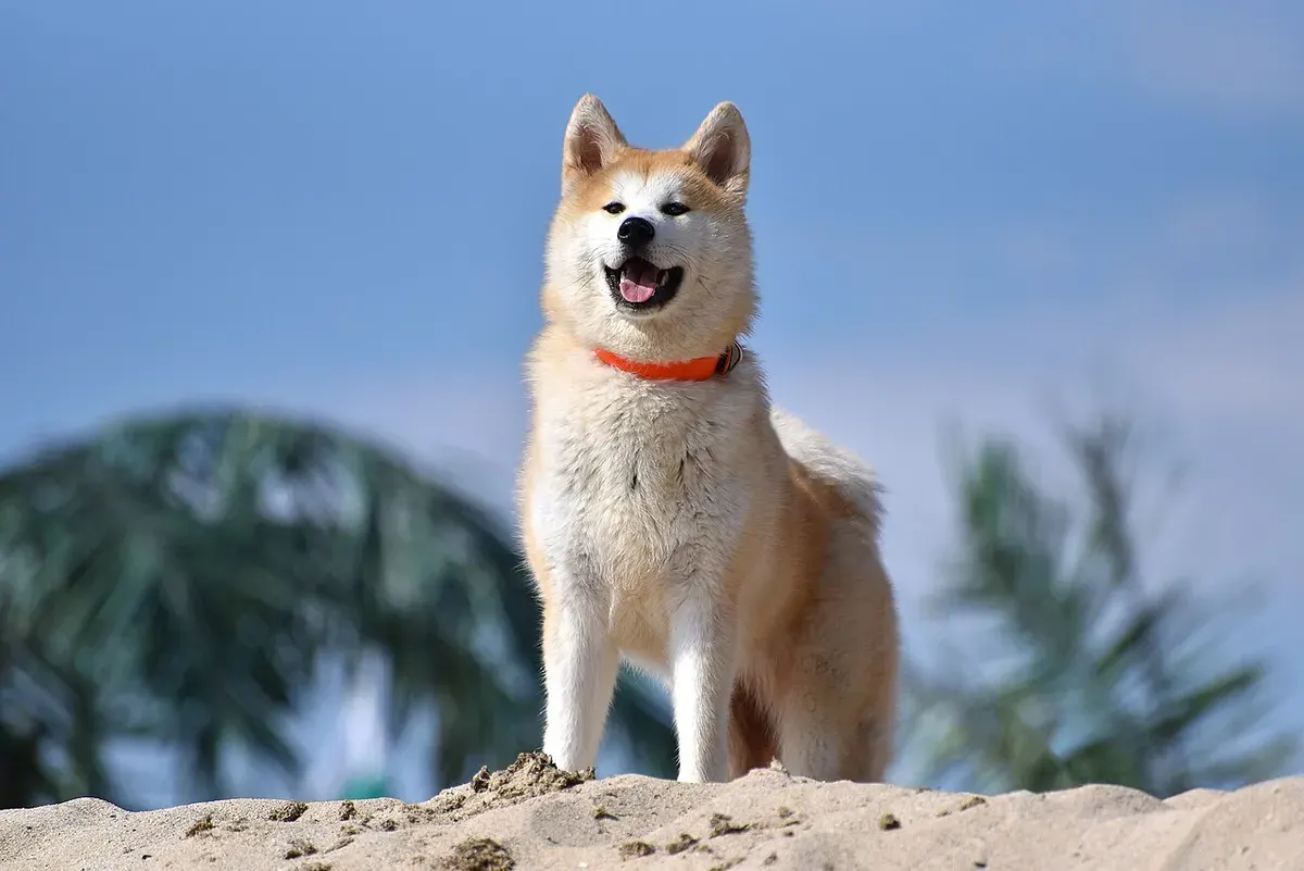 Photo d'un chien de race Akita