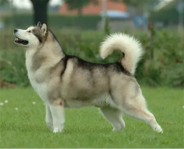 Photo d'un chien de race Malamute de l'Alaska