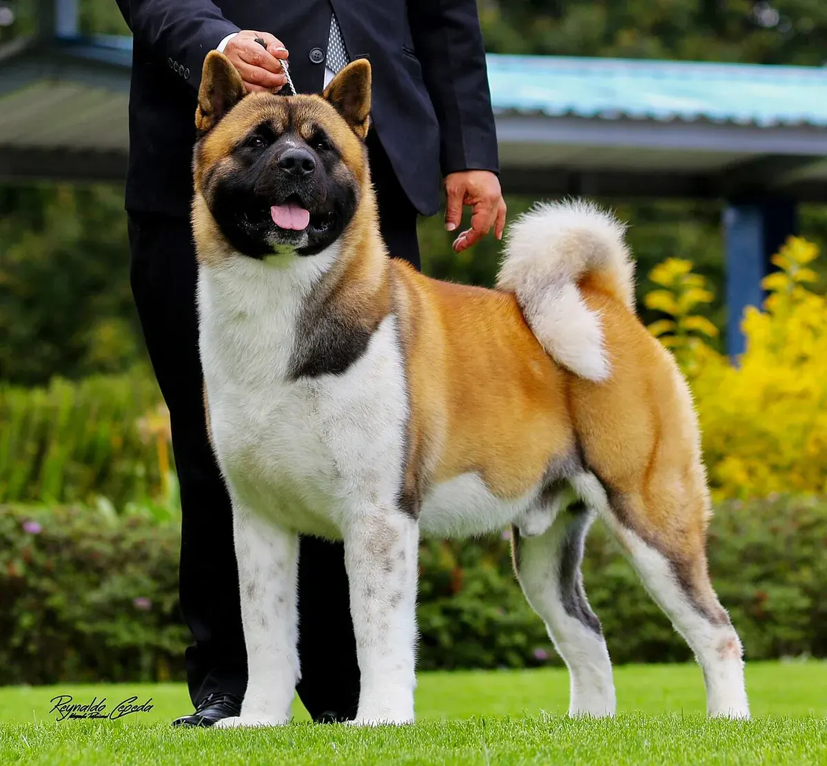 Photo d'un chien de race Akita américain