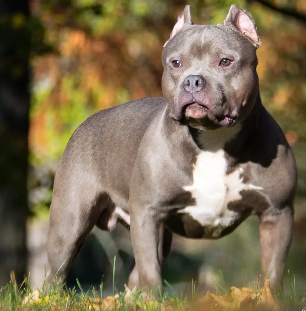 Photo d'un chien de race American Bully