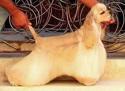 Photo d'un chien de race Cocker américain