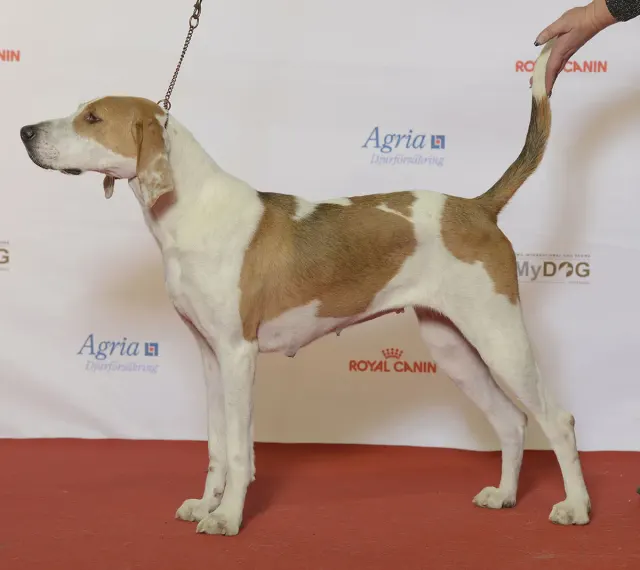Photo d'un chien de race Foxhound américain