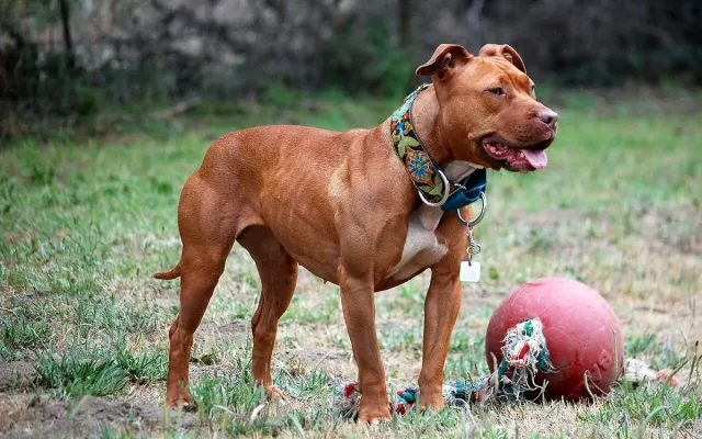 Photo d'un chien de race American Pit Bull Terrier