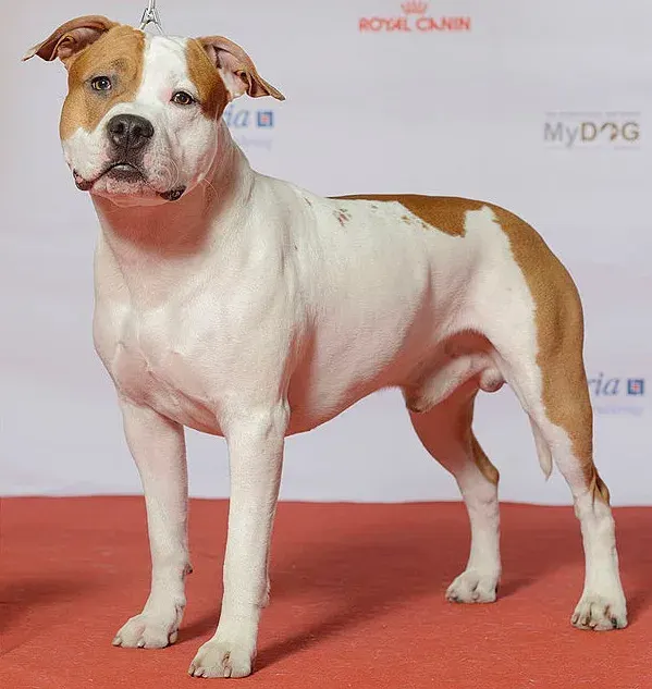 Photo d'un chien de race American Staffordshire Terrier