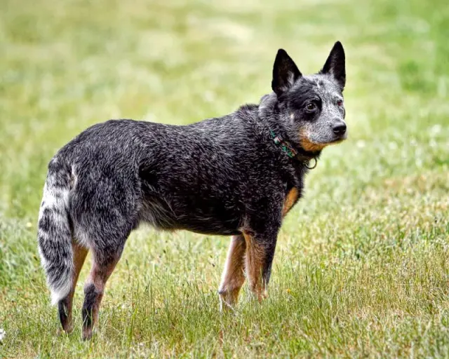 Photo d'un chien de race Bouvier australien