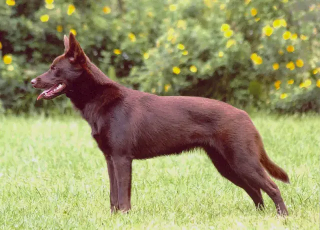 Photo d'un chien de race Kelpie australien