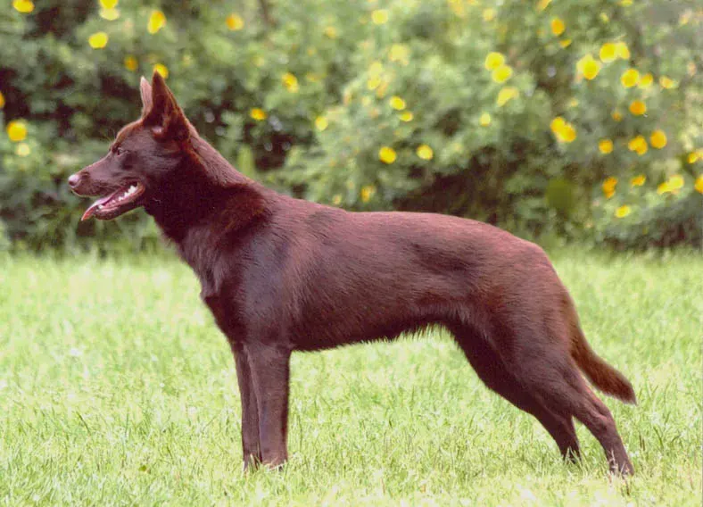 Photo d'un chien de race Kelpie australien