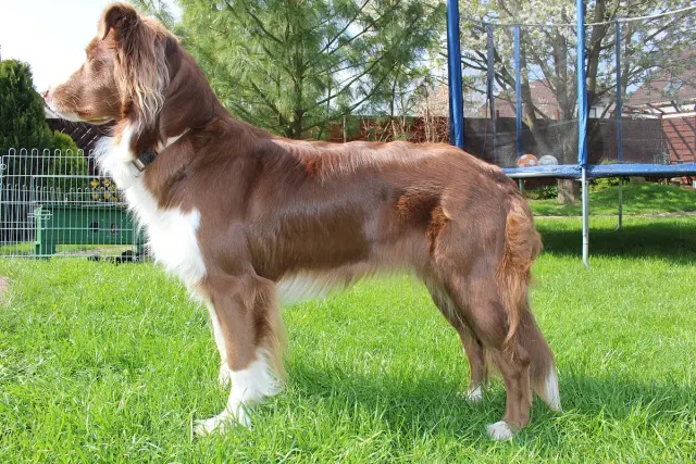 Photo d'un chien de race Berger australien