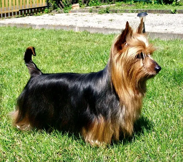 Photo d'un chien de race Silky Terrier australien
