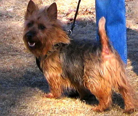 Photo d'un chien de race Terrier australien