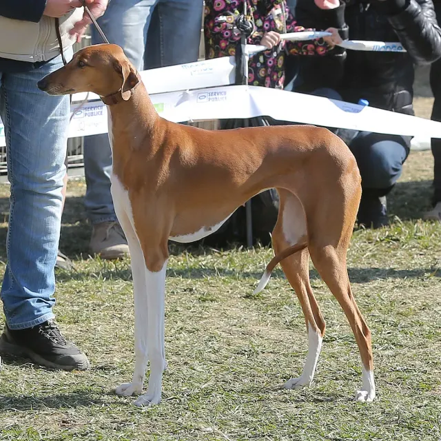 Photo d'un chien de race Azawakh