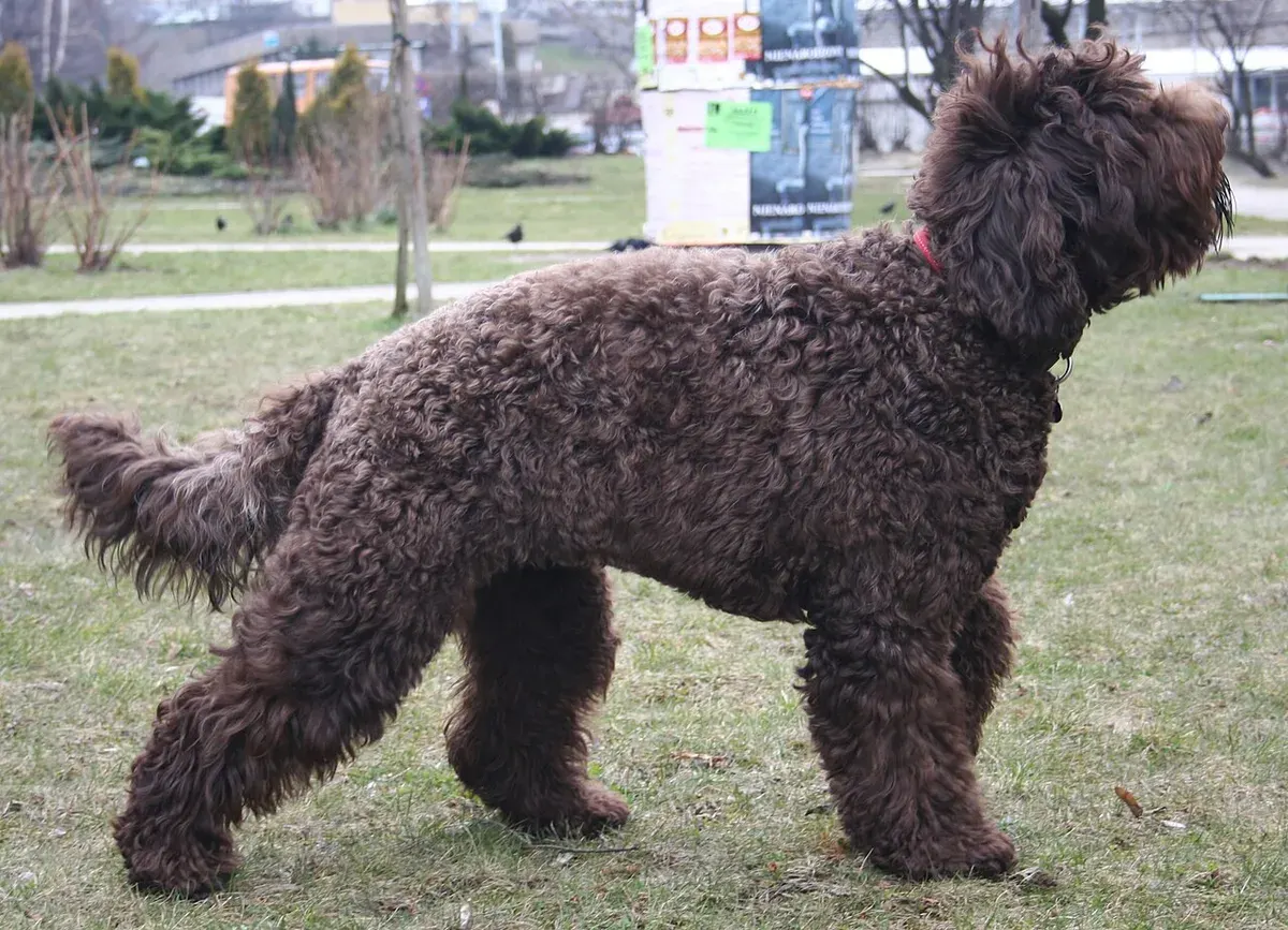 Photo d'un chien de race Barbet