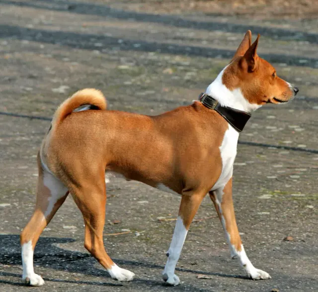 Photo d'un chien de race Basenji