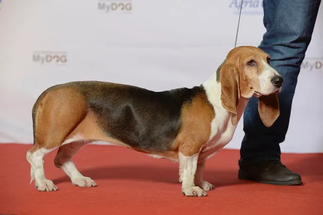 Photo d'un chien de race Basset artésien normand