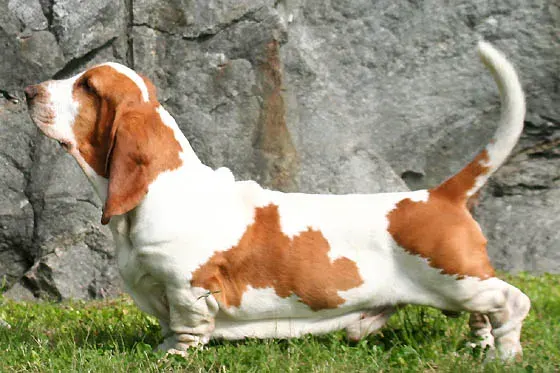 Photo d'un chien de race Basset Hound