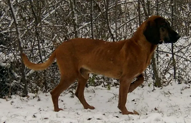 Photo d'un chien de race Chien de rouge de Bavière