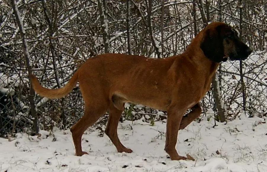Photo d'un chien de race Chien de rouge de Bavière