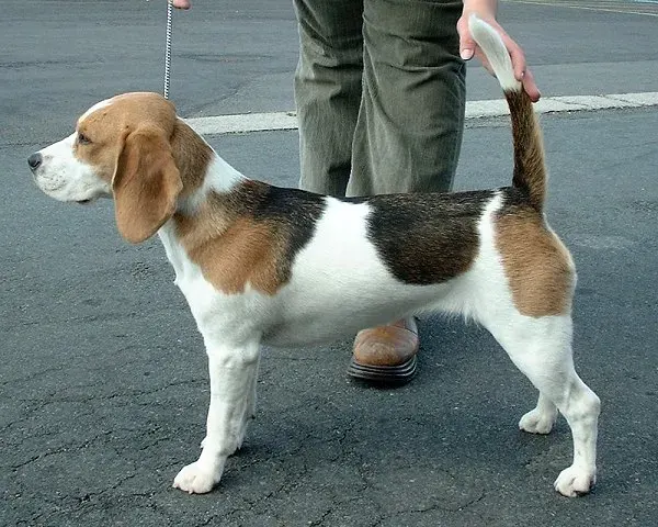 Photo d'un chien de race Beagle