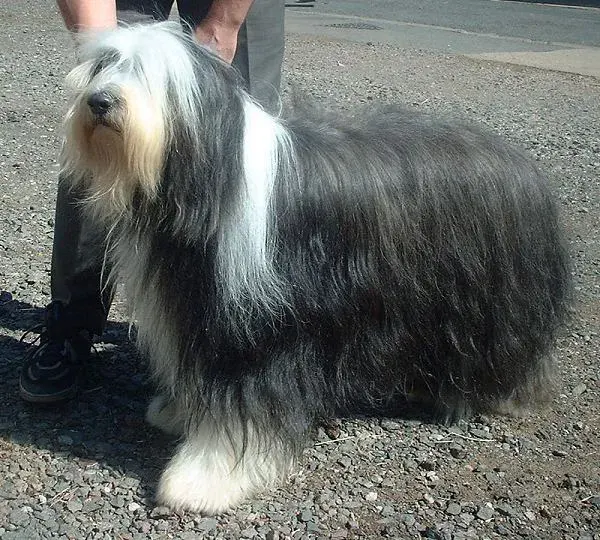 Photo d'un chien de race Bearded Collie