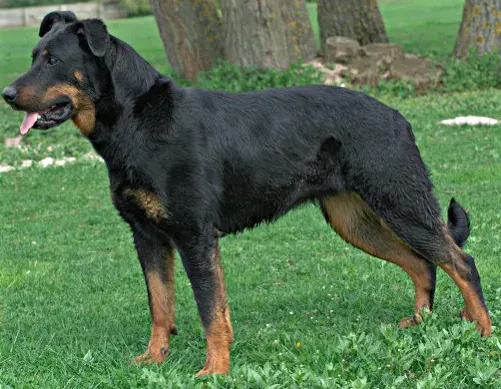 Photo d'un chien de race Berger de Beauce (Beauceron)