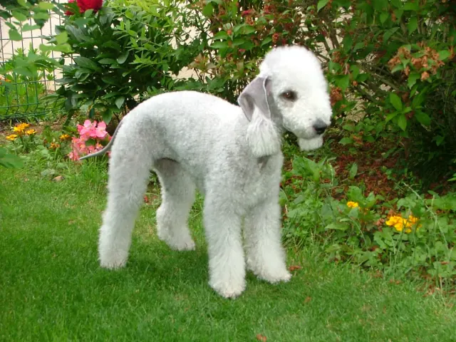 Photo d'un chien de race Bedlington Terrier