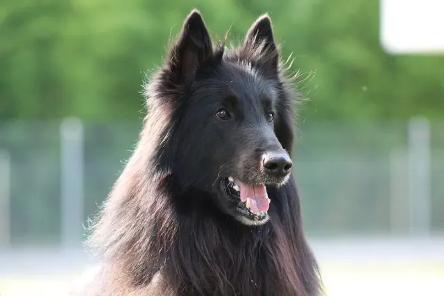 Photo d'un chien de race Berger belge Groenendael