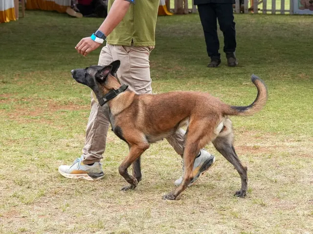 Photo d'un chien de race Berger belge Malinois