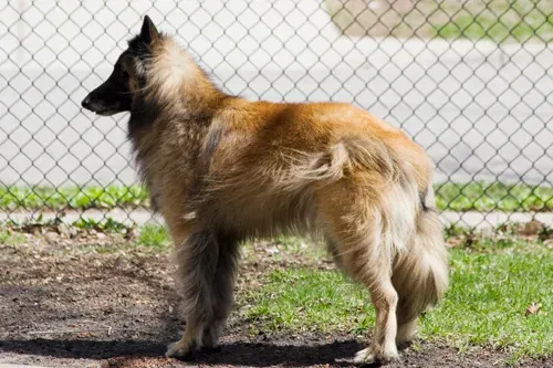 Photo d'un chien de race Berger belge Tervueren