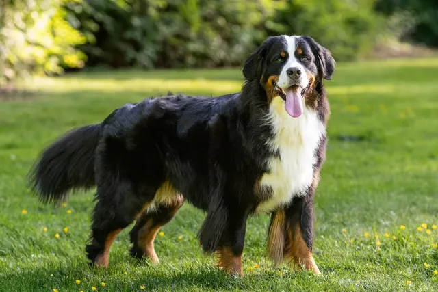 Photo d'un chien de race Bouvier bernois