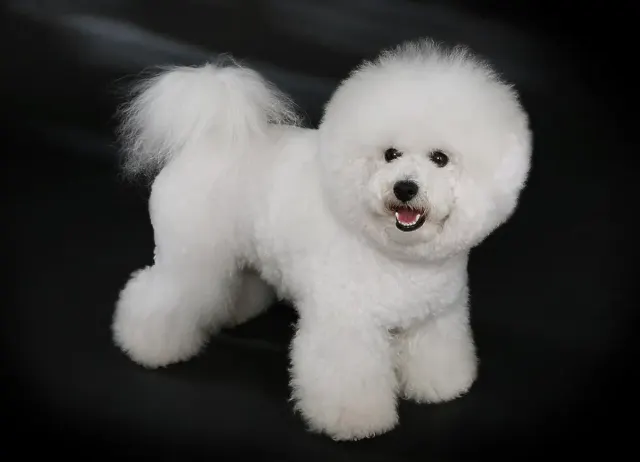 Photo d'un chien de race Bichon à poil frisé
