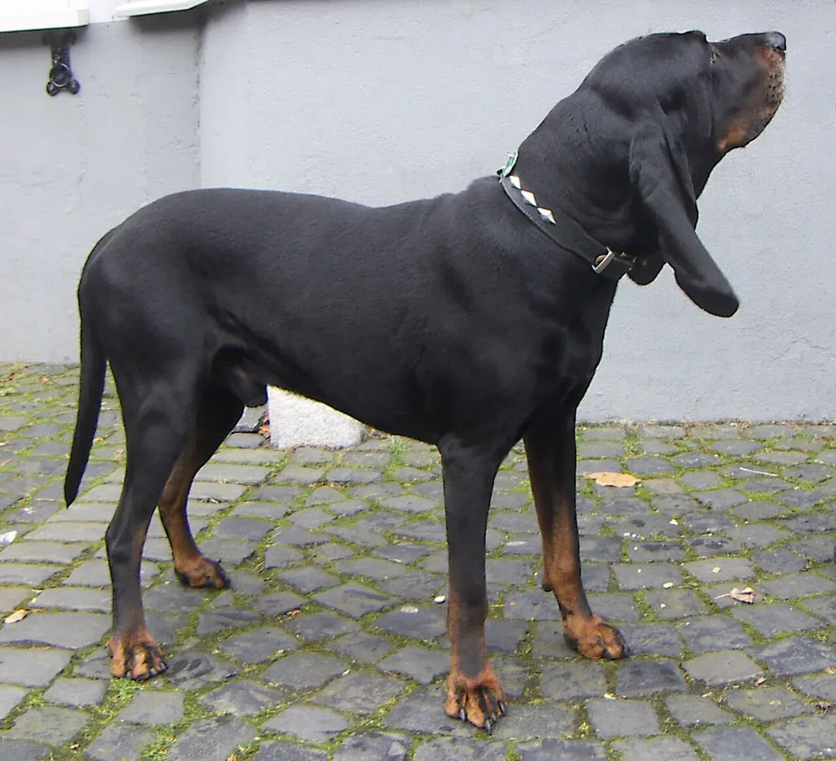 Photo d'un chien de race Coonhound noir et feu