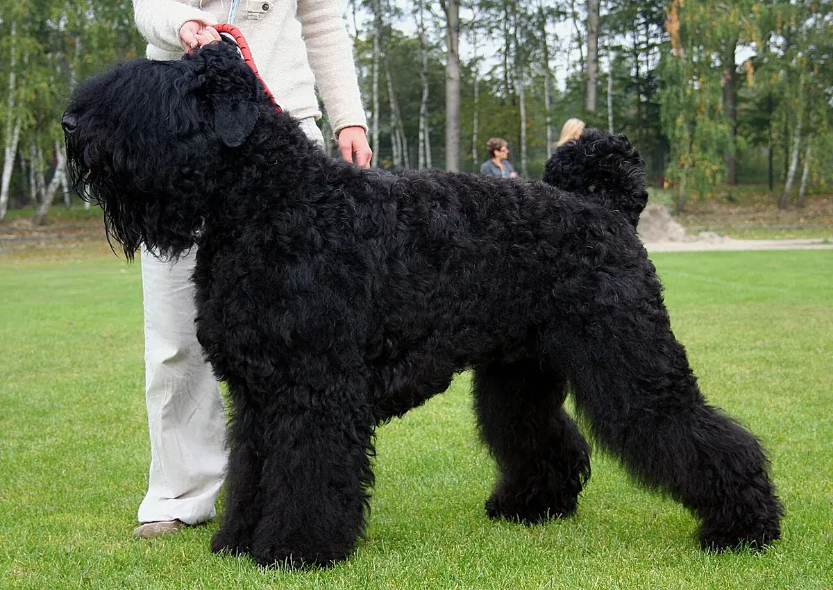 Photo d'un chien de race Terrier noir russe