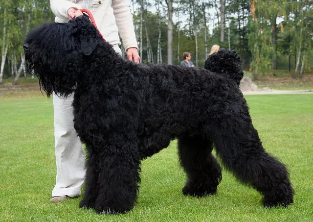 Photo d'un chien de race Terrier noir russe