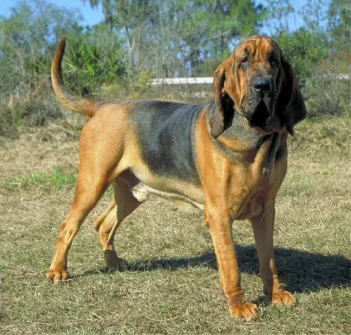 Photo d'un chien de race Chien de Saint-Hubert