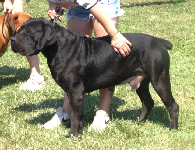 Photo d'un chien de race Boerboel