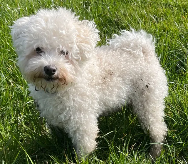 Photo d'un chien de race Bichon bolonais