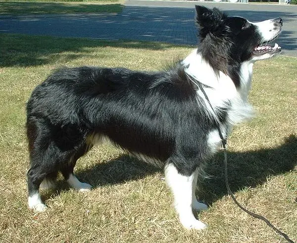 Photo d'un chien de race Border Collie