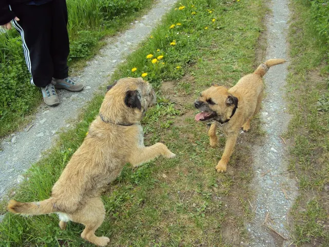 Photo d'un chien de race Border Terrier