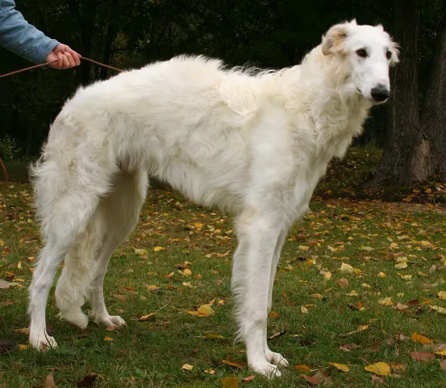 Photo d'un chien de race Barzoï