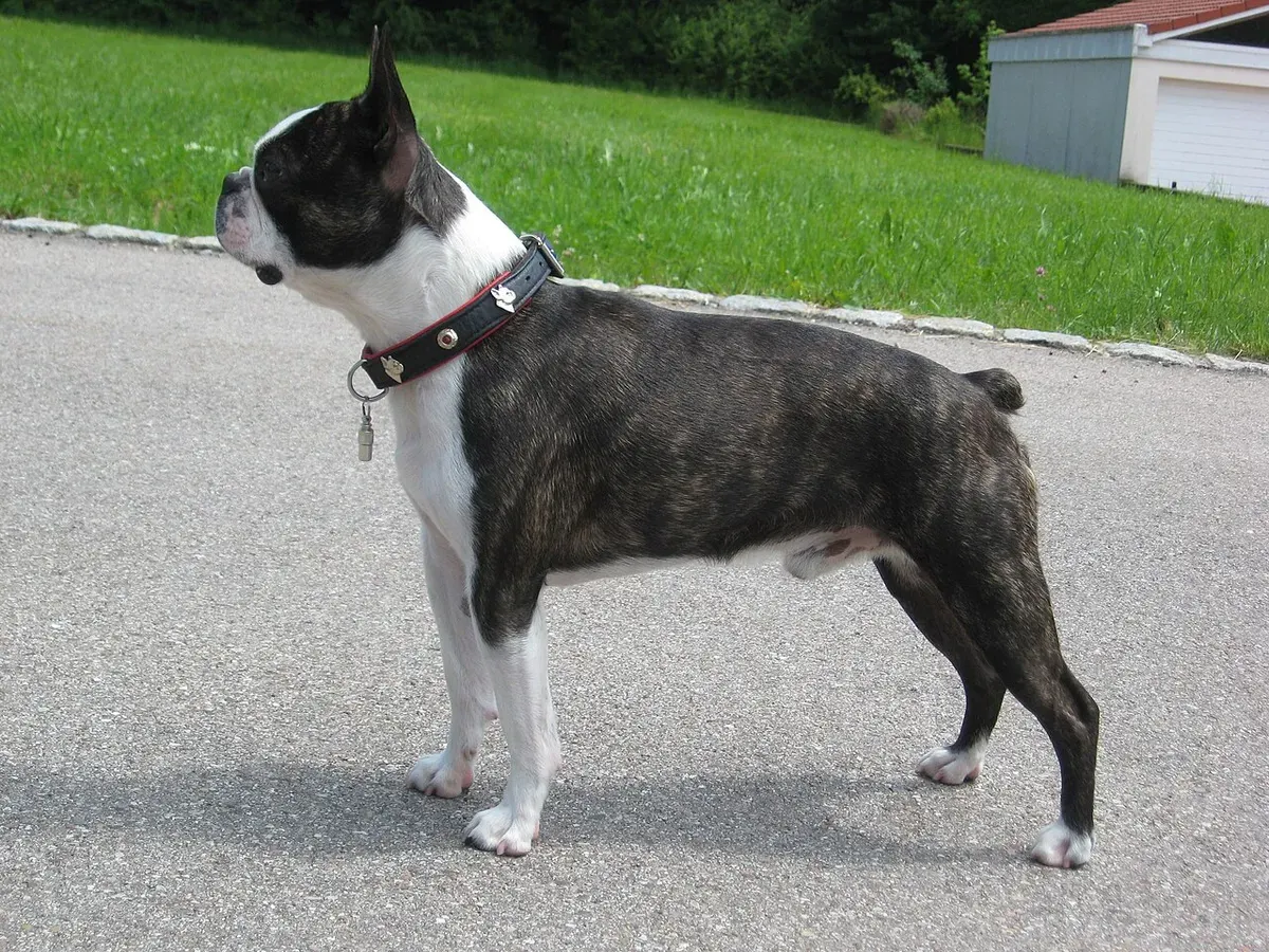 Photo d'un chien de race Boston Terrier