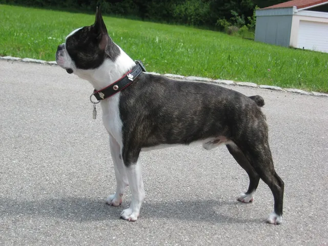 Photo d'un chien de race Boston Terrier