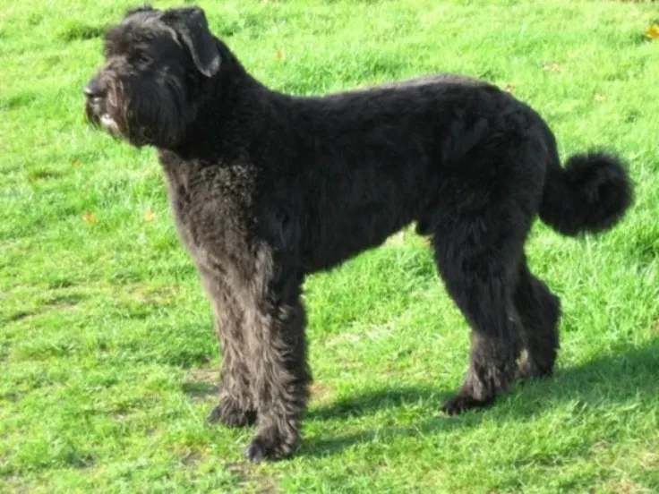 Photo d'un chien de race Bouvier des Flandres