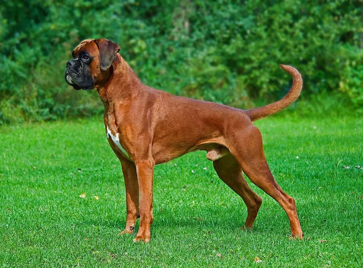Photo d'un chien de race Boxer