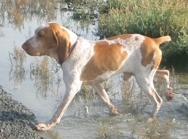 Photo d'un chien de race Braque italien