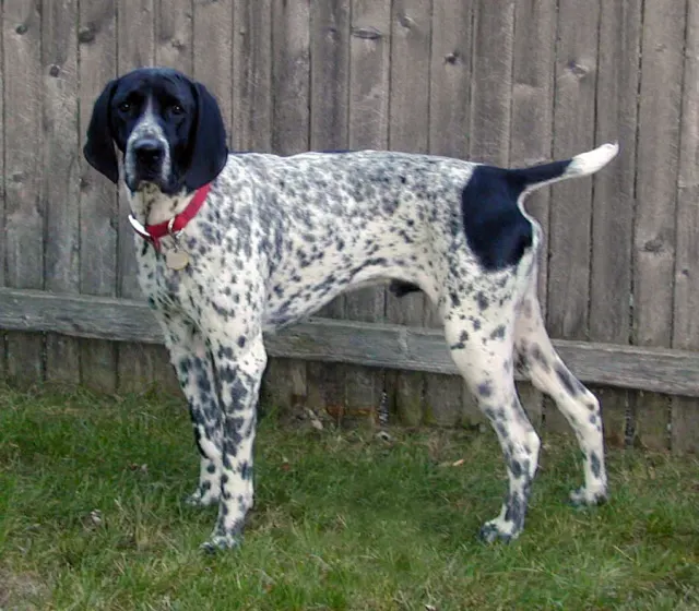 Photo d'un chien de race Braque d'Auvergne