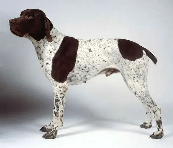 Photo d'un chien de race Braque français